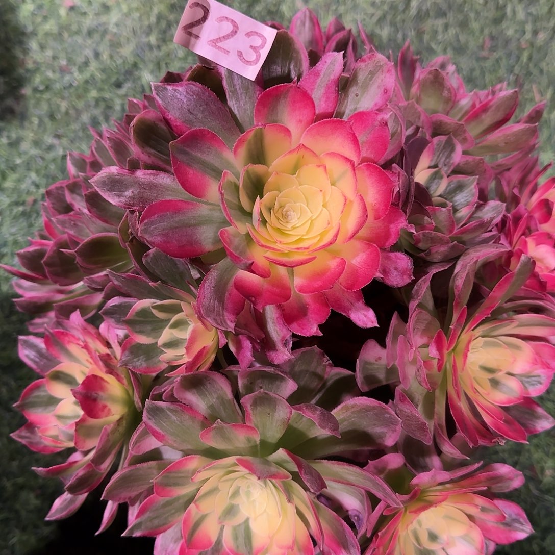 多肉植物法师海仙223