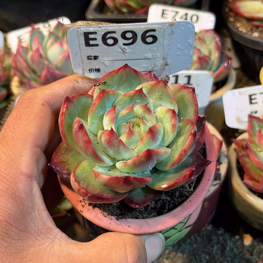 惊鸿一瞥696好多肉