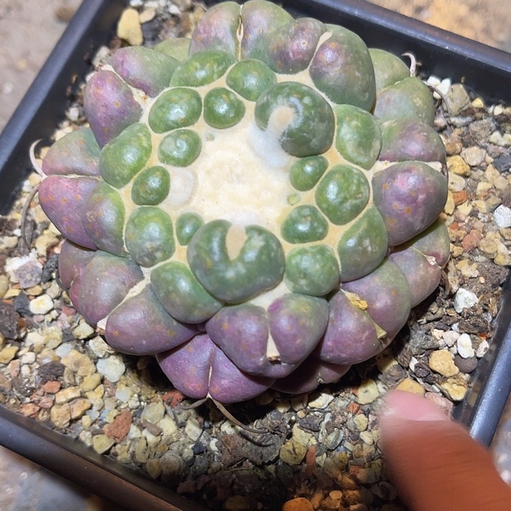 满38包邮2天凑单，脱土晾根发货多肉植物