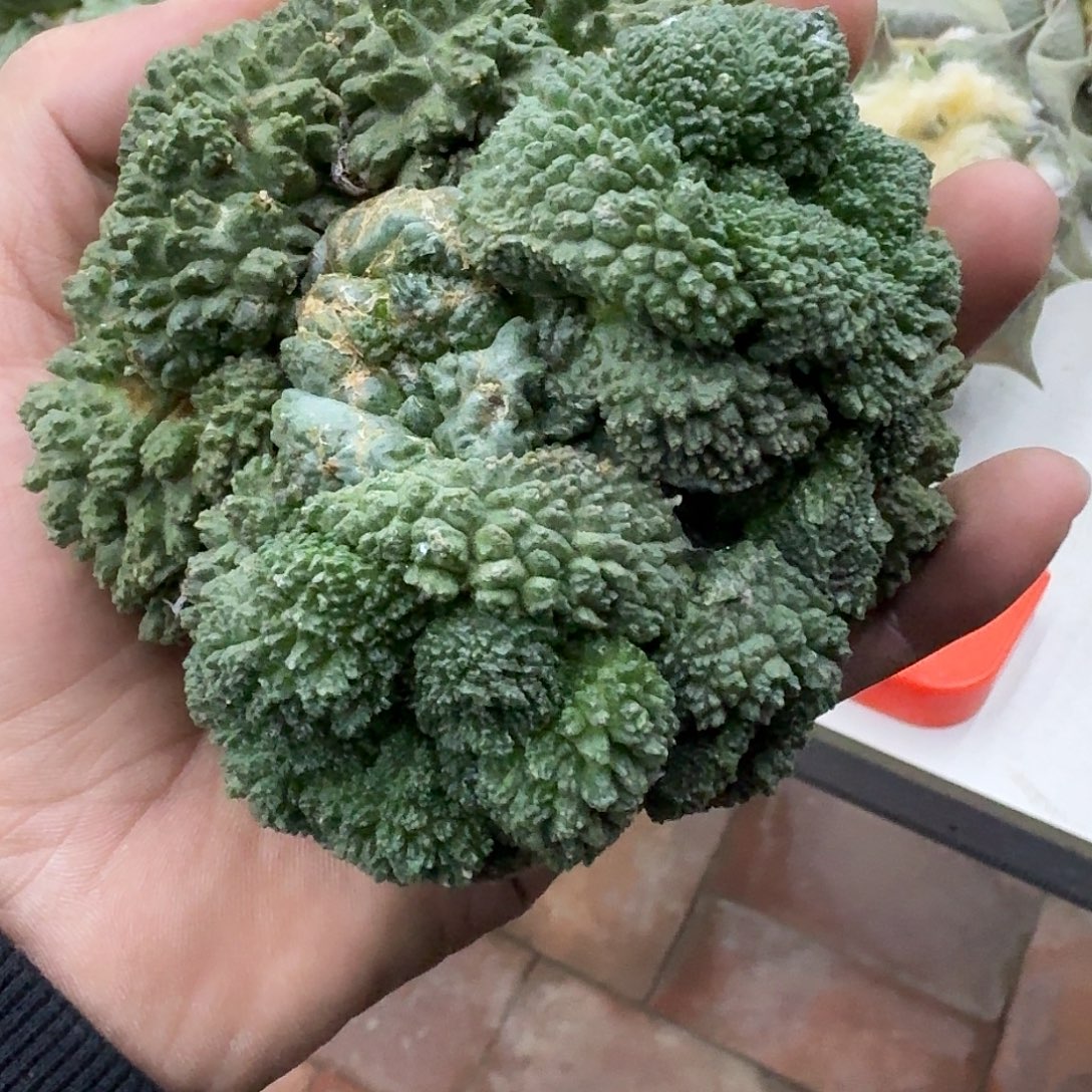 福利哥斯拉，暂未开根