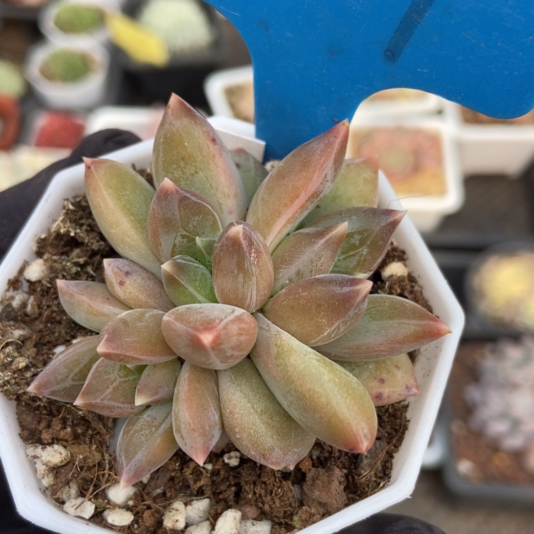 1009重楼多肉植物保护