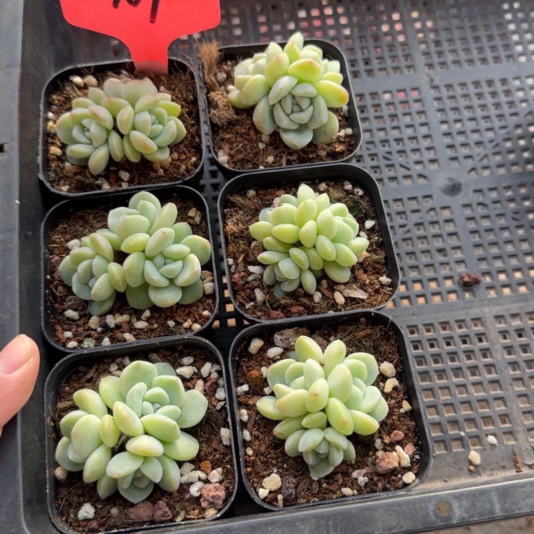 109翡翠冰哈哈哈哈哈