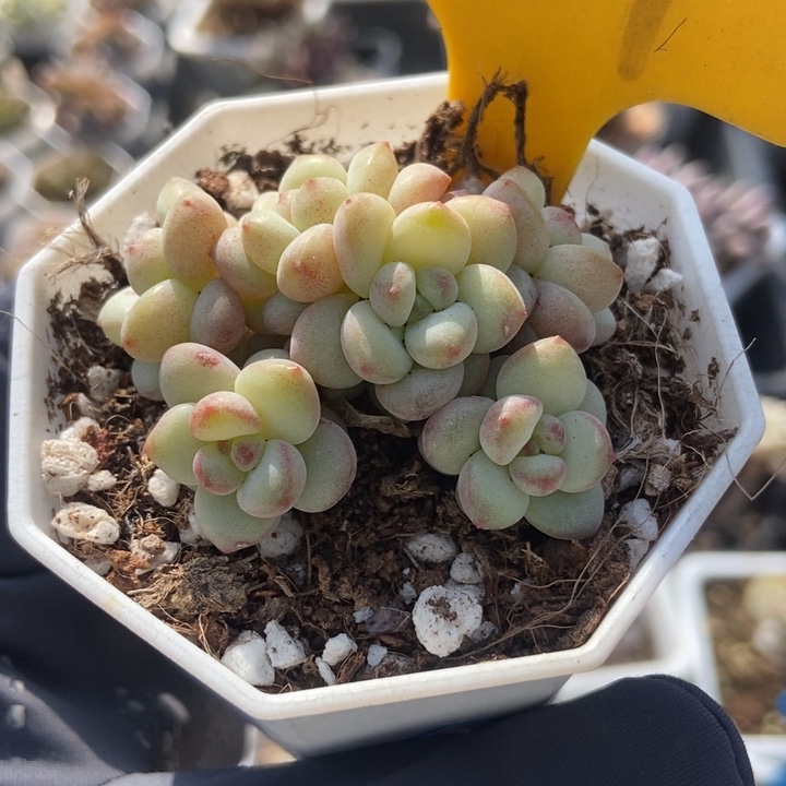 531阳光玫瑰多肉植物保护