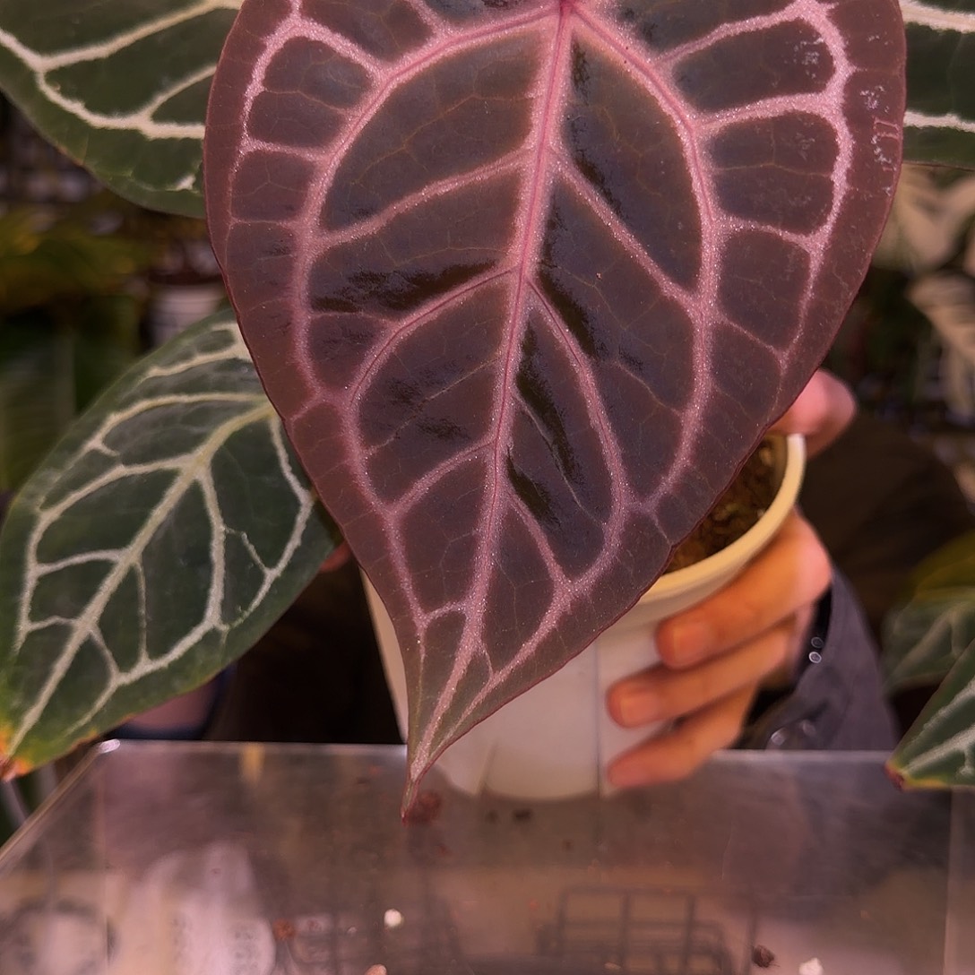 完全开放F395  织梦者杂神奇男孩