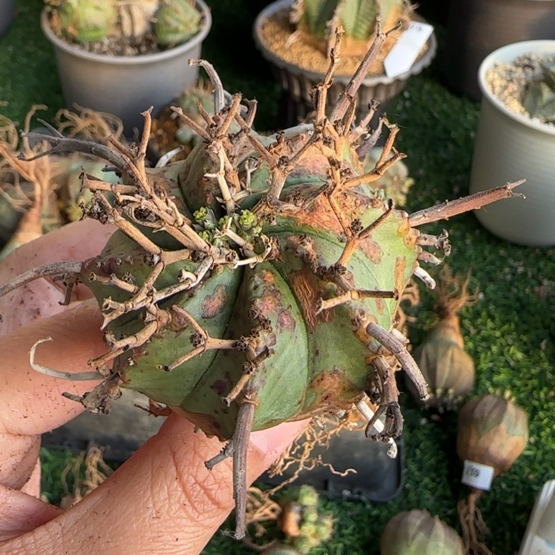 梁***来法立达 包开箱黑腐 包冻