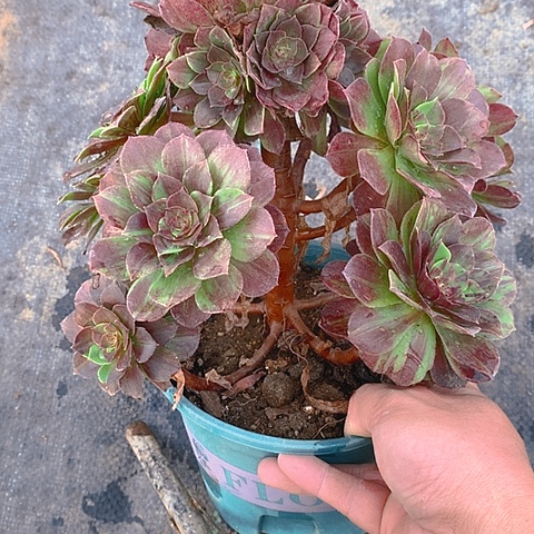 727花月夜多肉植物