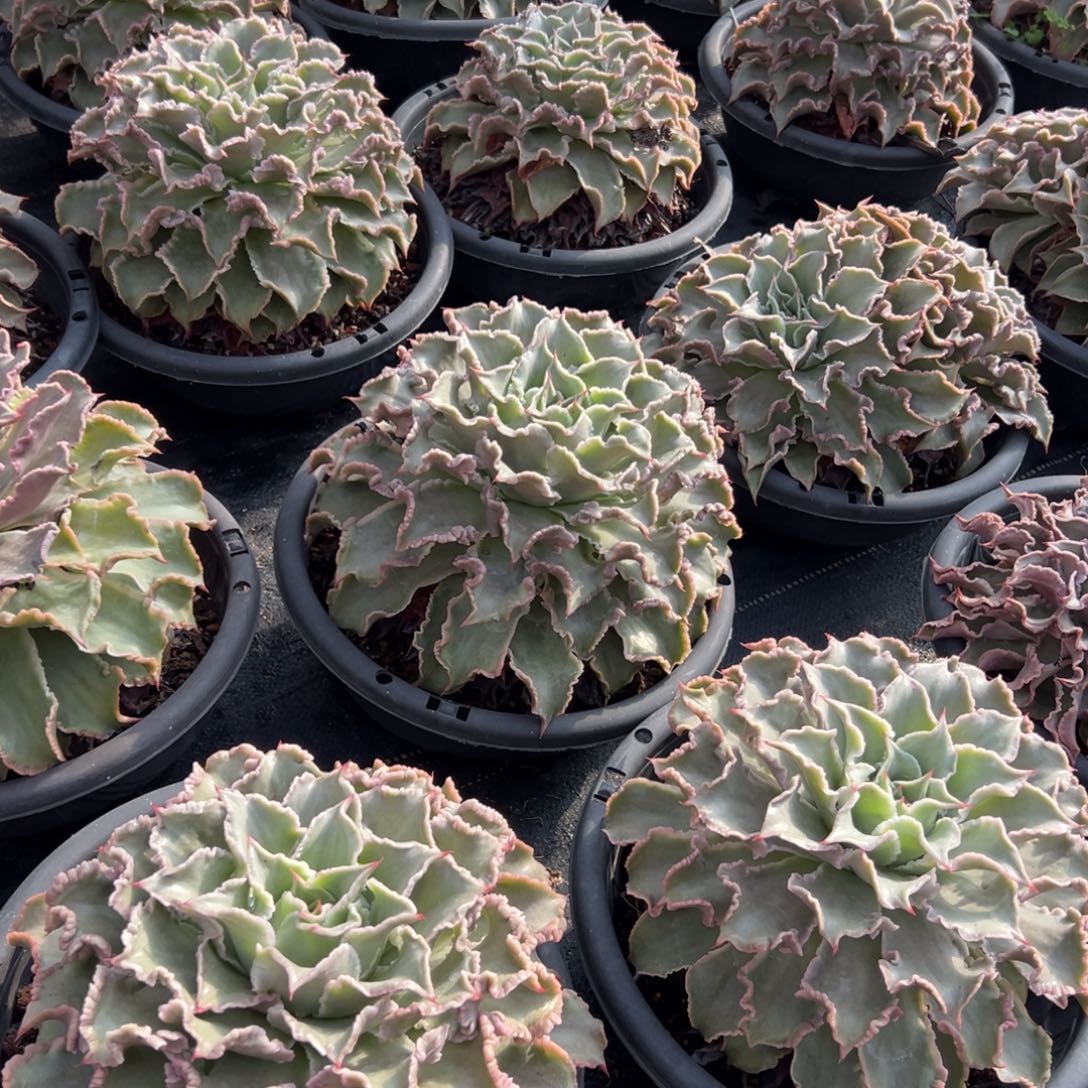 可以挑，一物一拍，饺子皮