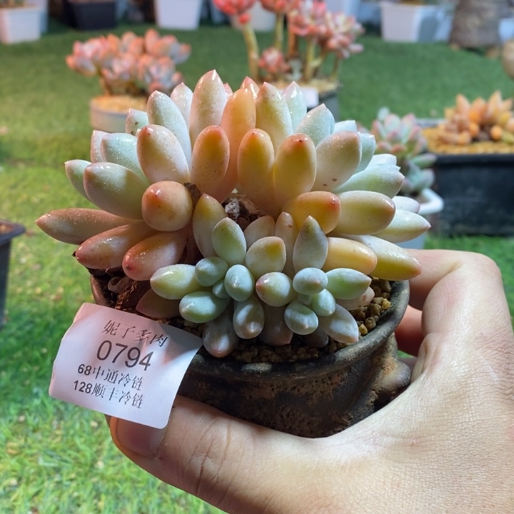 0794啊啊啊啊啊啊啊啊啊啊