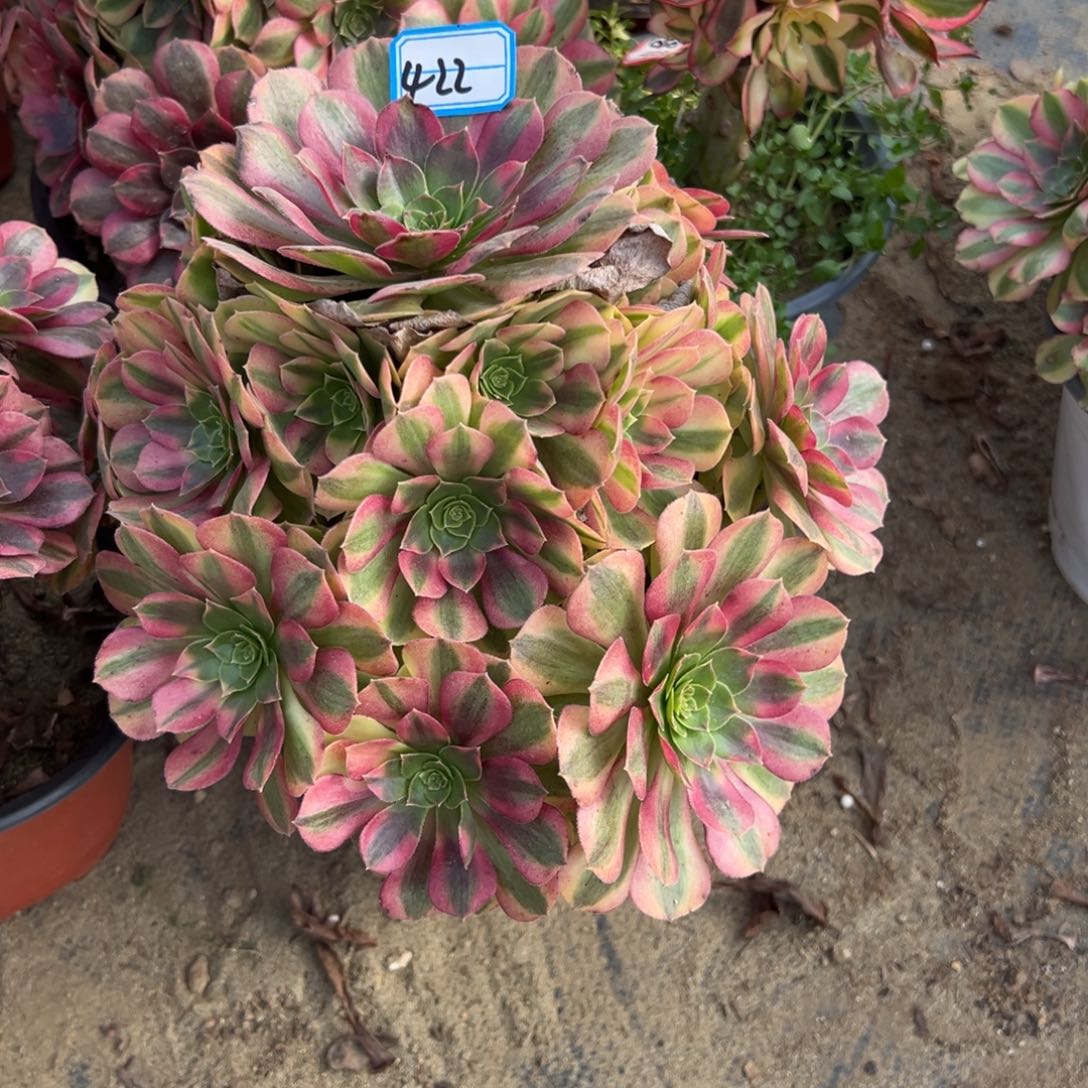 422雨荷多肉植物法师多肉植物