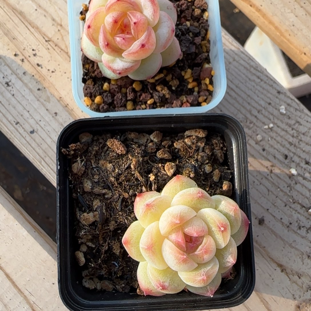 孙***妮一物一拍甜心珍妮