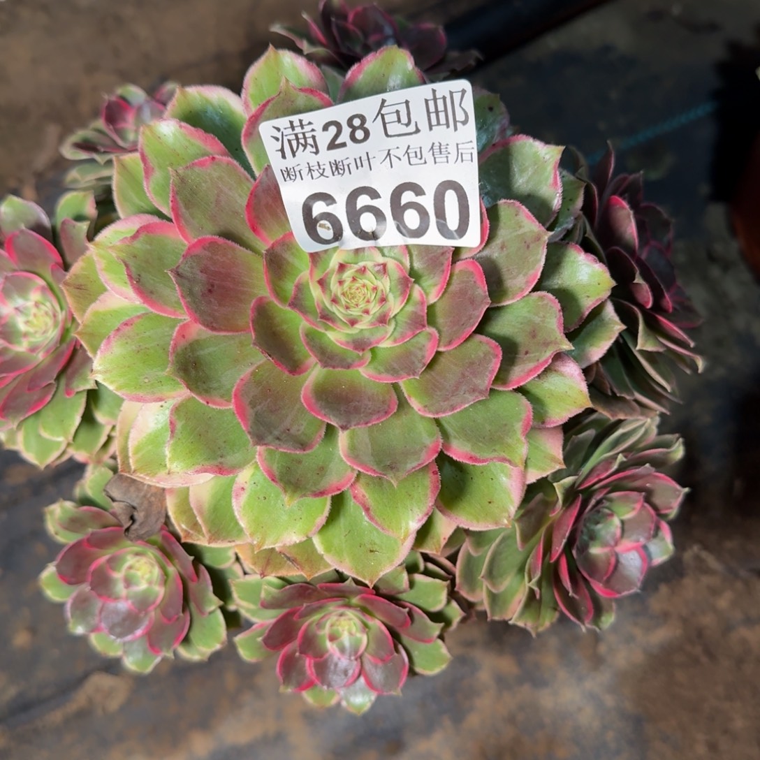 6660花妖多肉植物