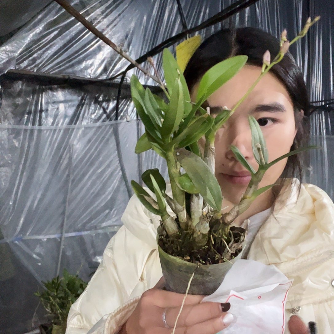 当前无花朵，栽培后可花朵7250粉水晶