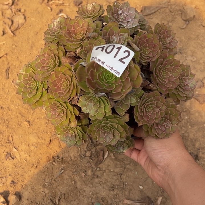 红魔多肉植物012.