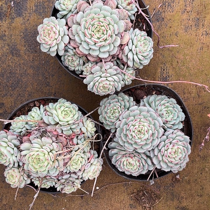 白胖子群生（拍满18发货、偏远地区不包邮）