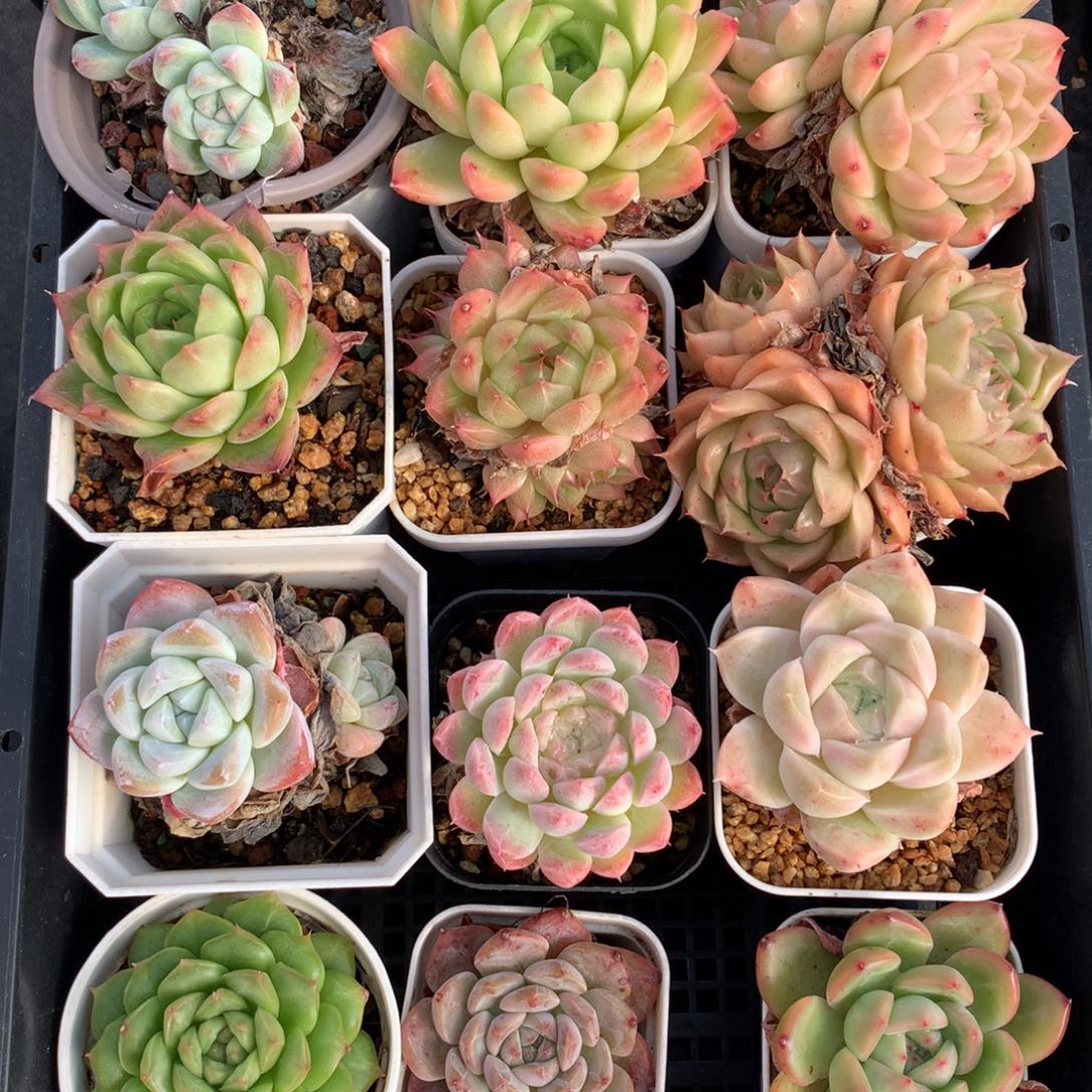 1108-01 套餐一组