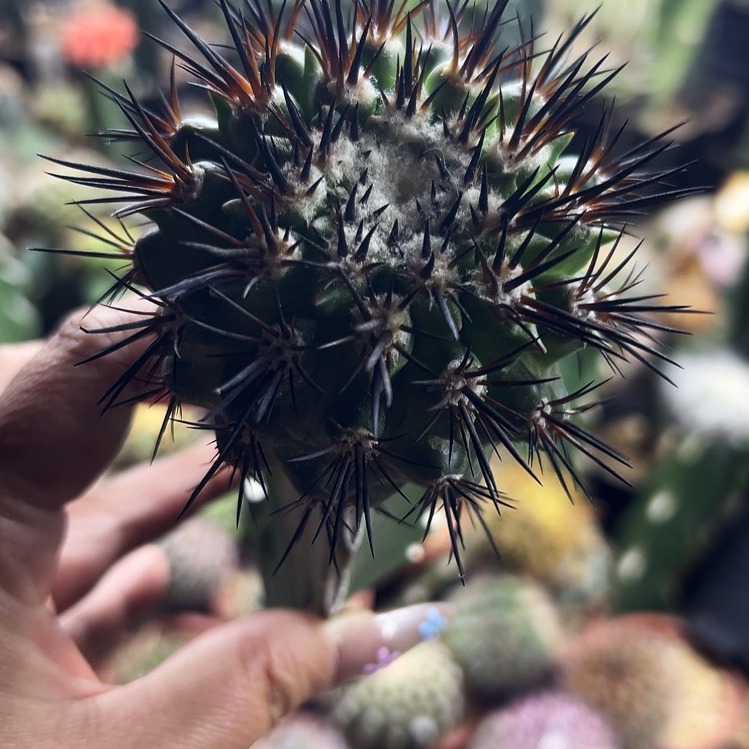 君光丸仙人球1111111