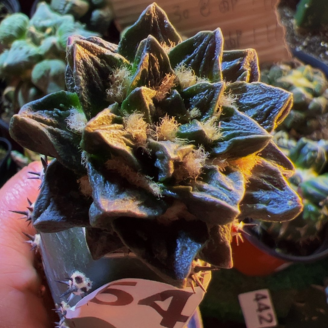无花朵短尤龙角牡丹541