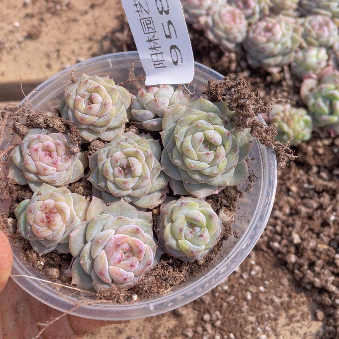 多肉植物多肉植物958