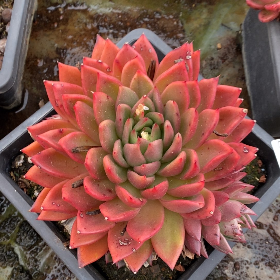 8248叶伤有叶伤特价处理