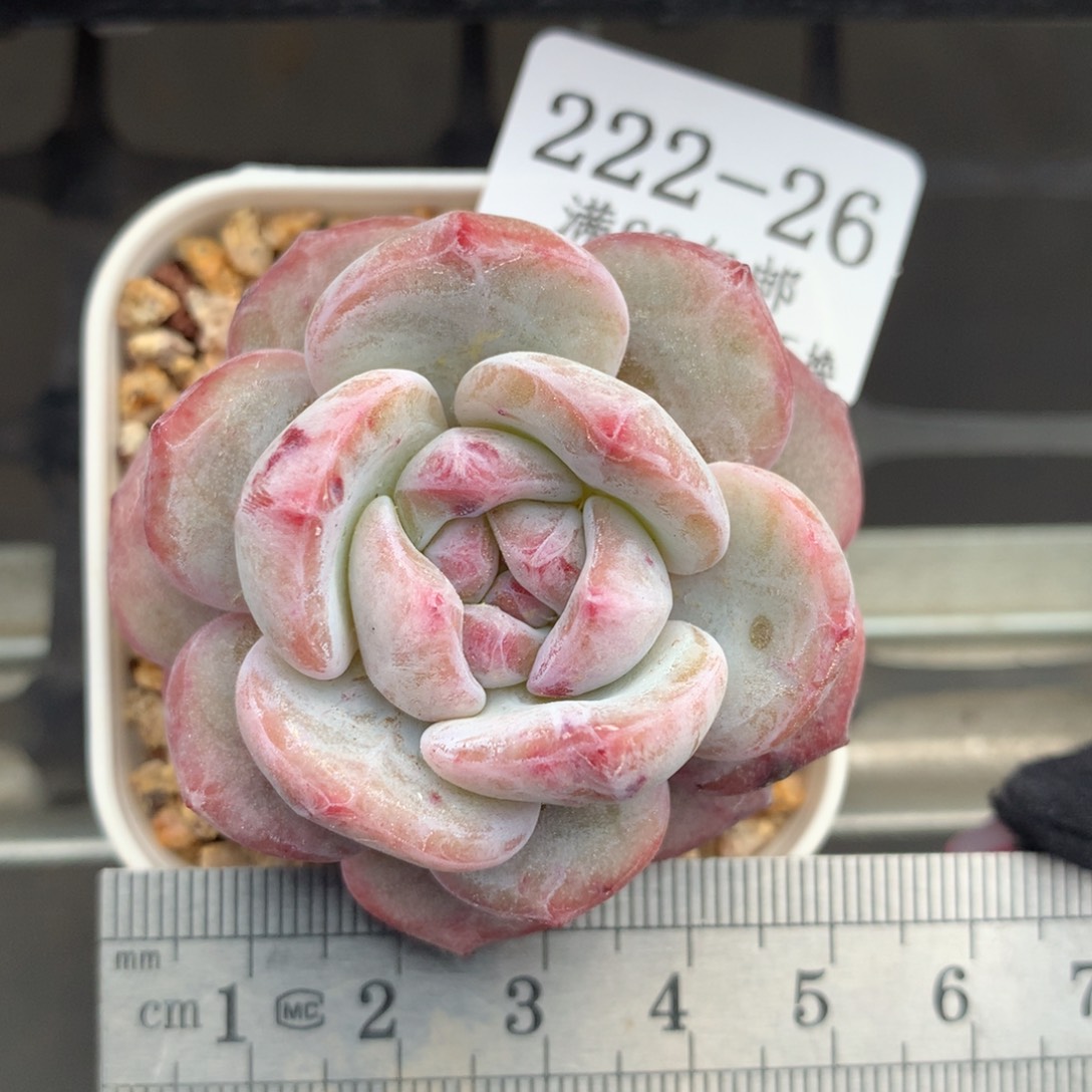 26。石化石榴籽星影。花朵脸