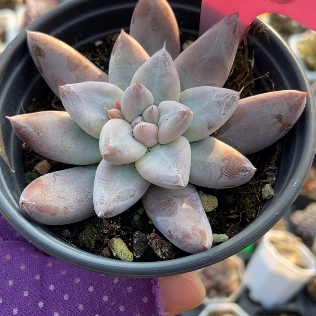 938杜里万多肉植物