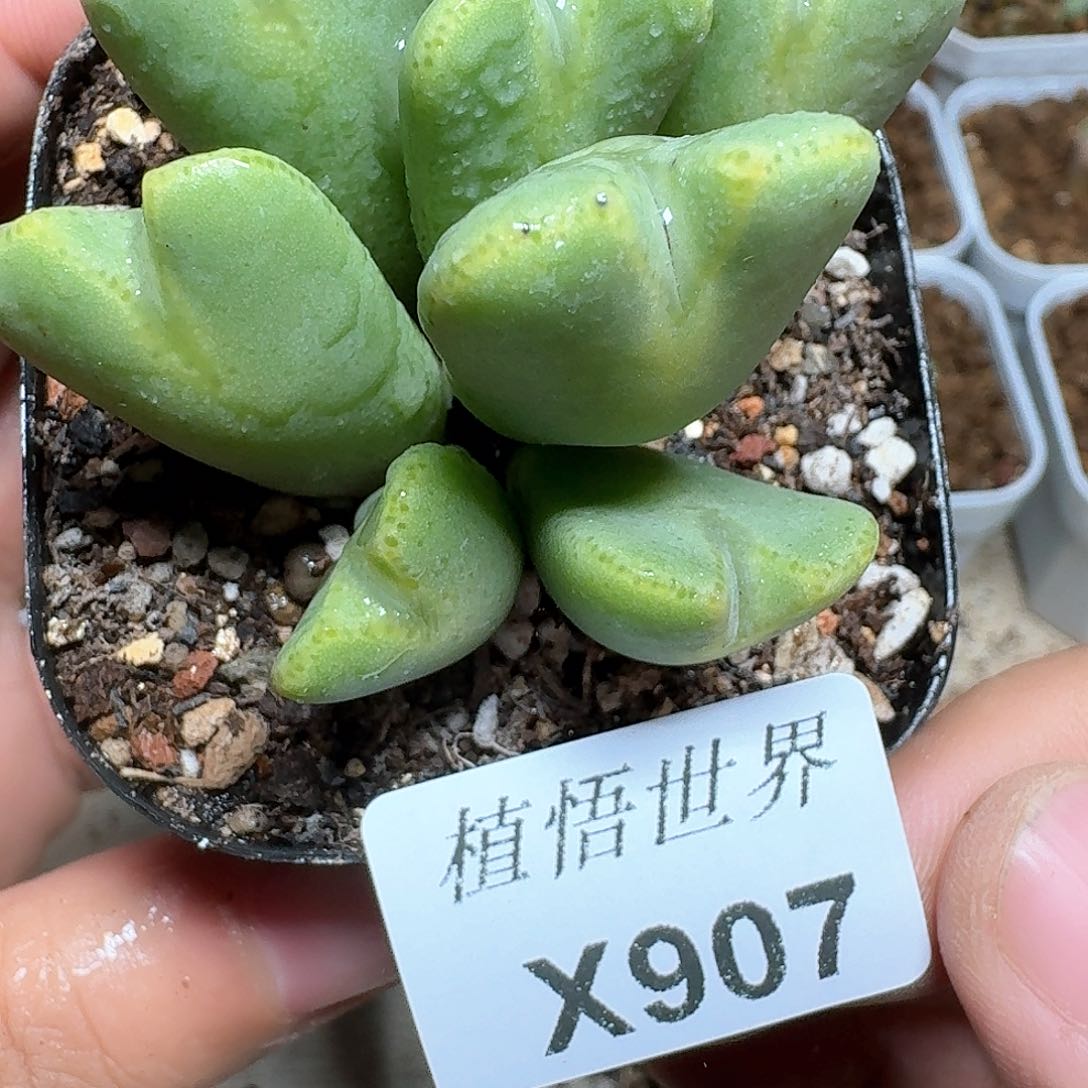 907号多肉植物f g g g