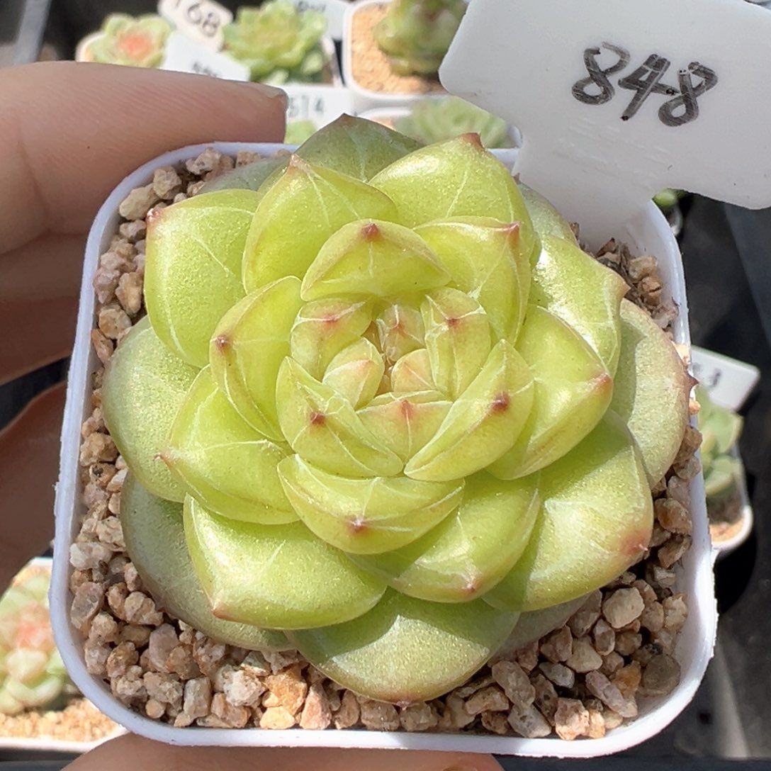 848号月华 晗雨多肉