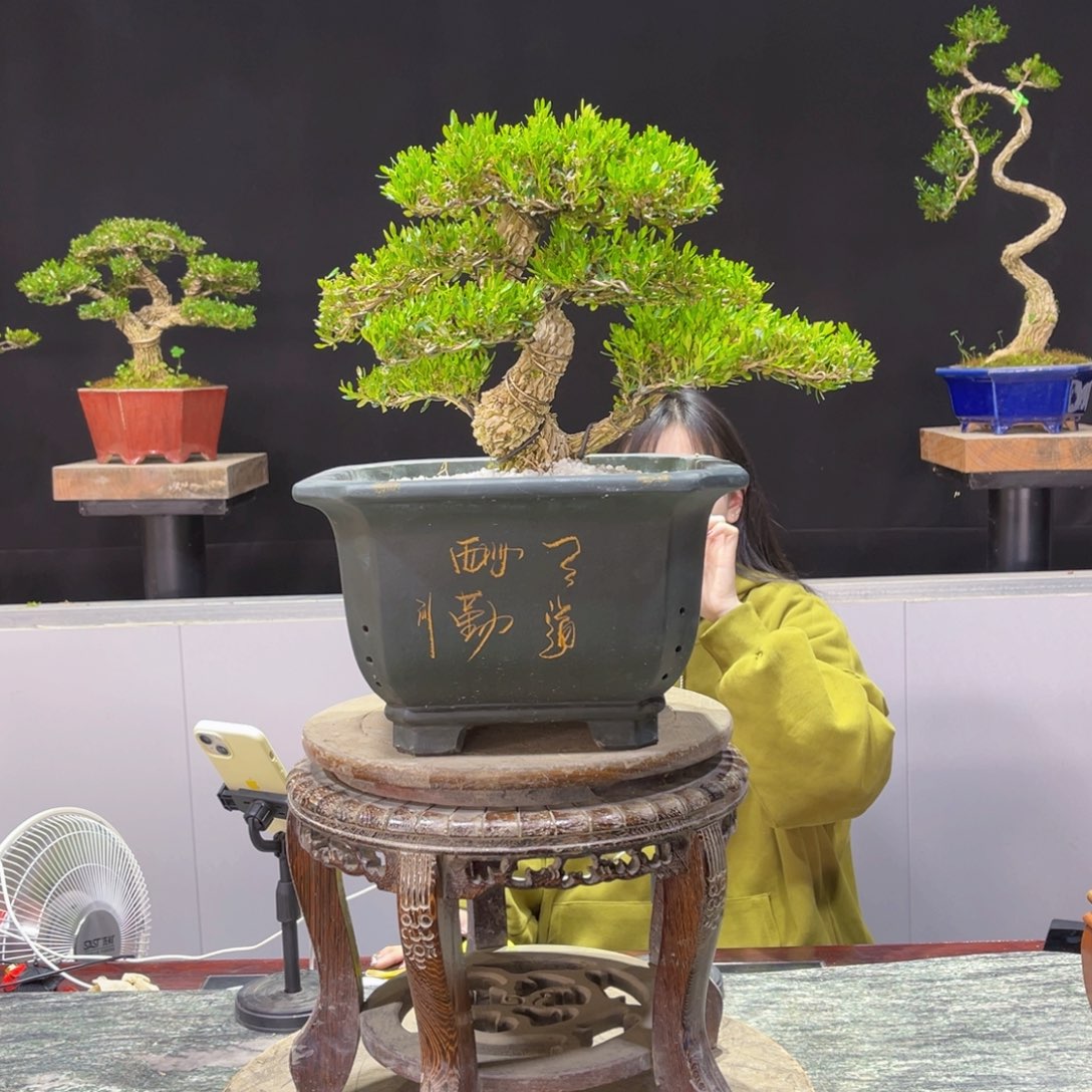 四季常青老桩黄杨盆景