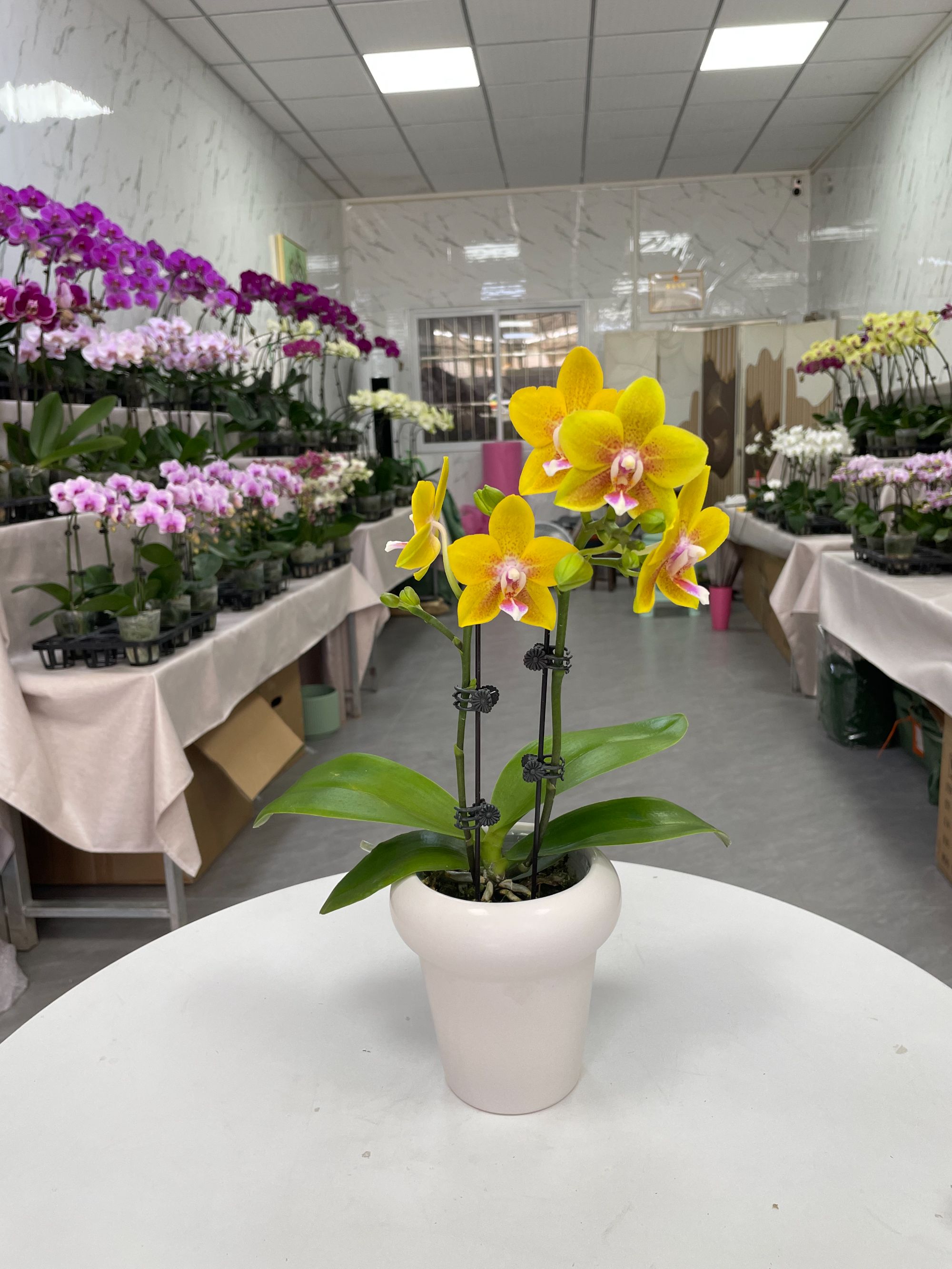 香水黄金带花苞蝴蝶兰大苗盆栽室内花卉四季好养活客厅绿植