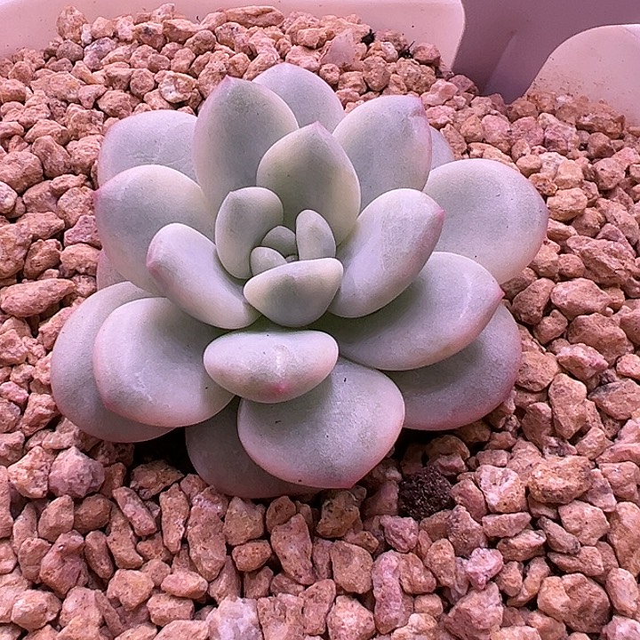 1123号白马香水锦多肉