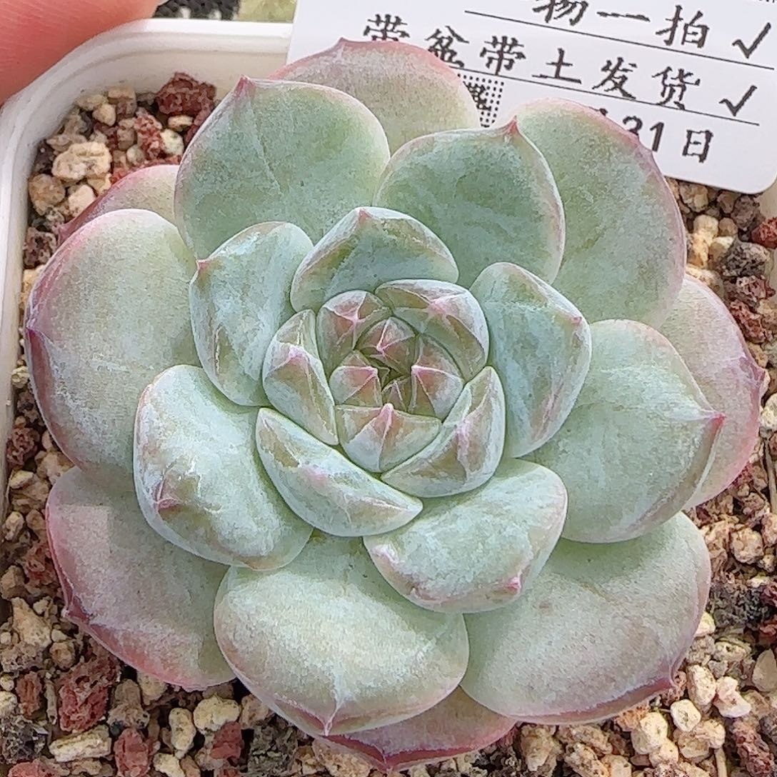 多肉0831-162糖心
