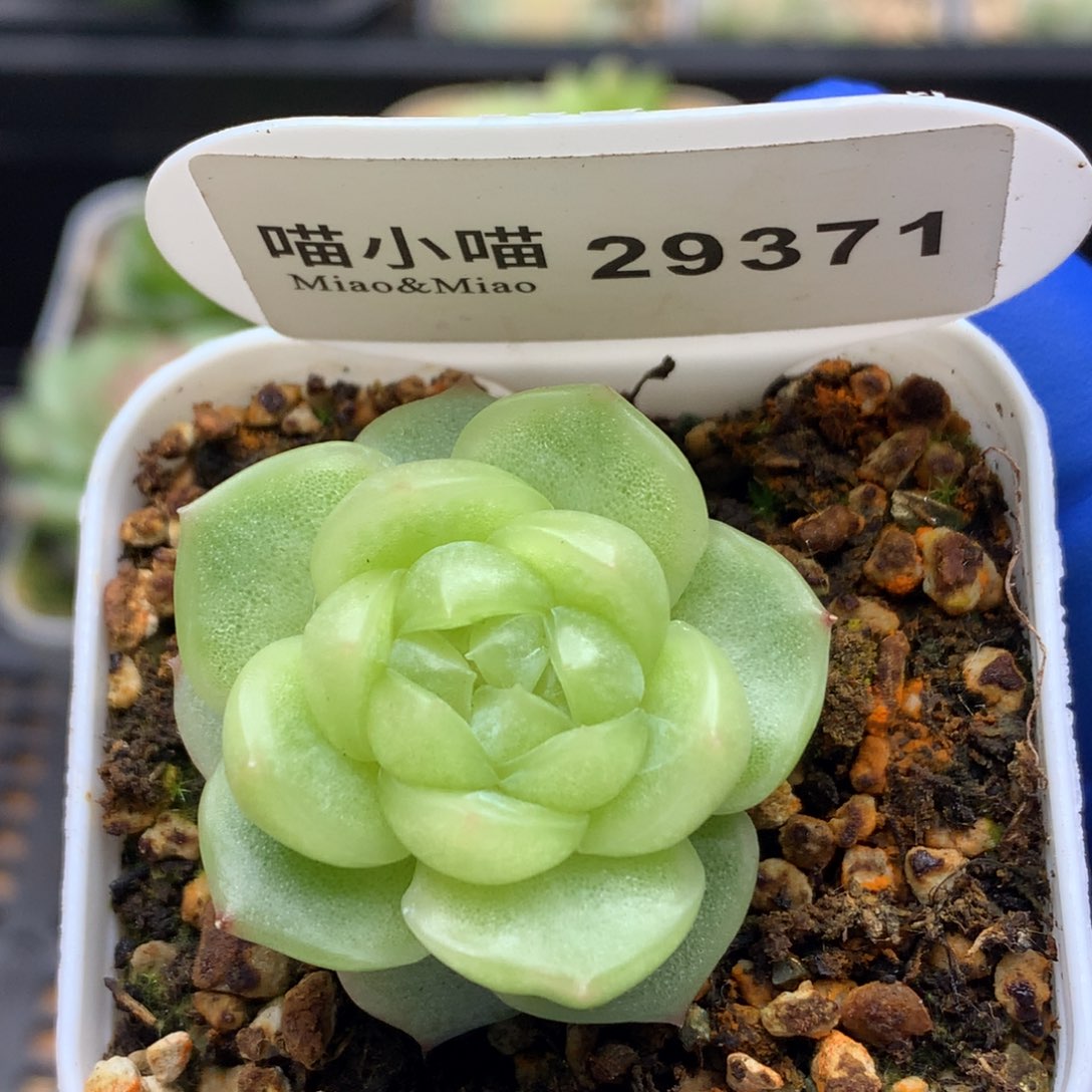 多肉植物杂交珍妮