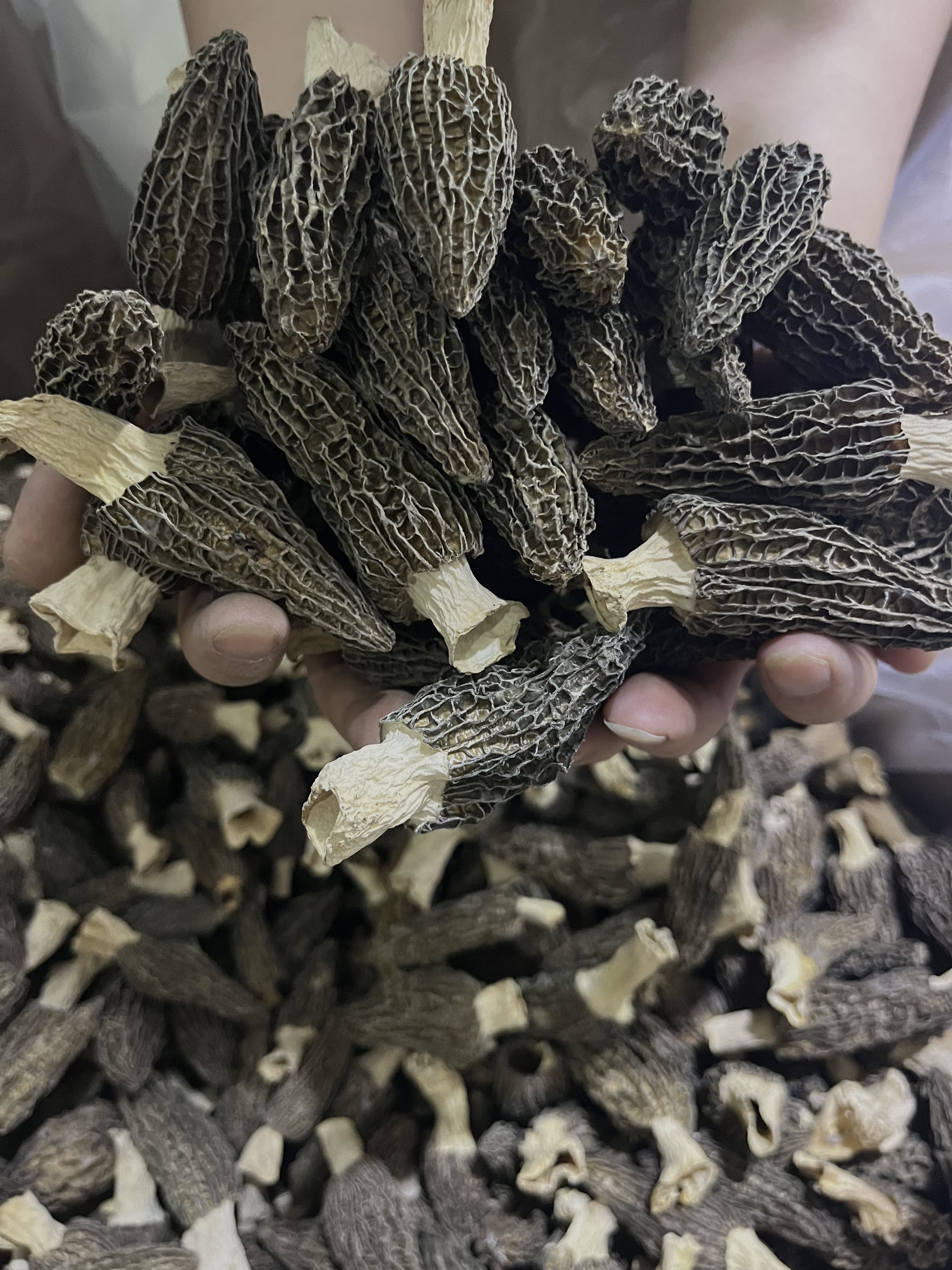 干货羊肚菌煲汤必备