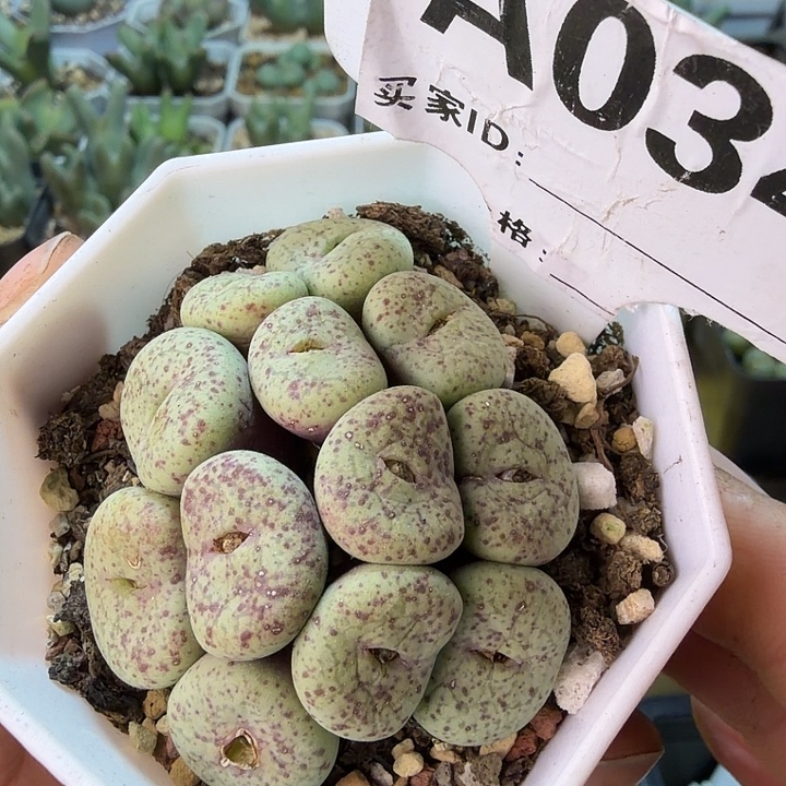 034。满38包邮肉锥