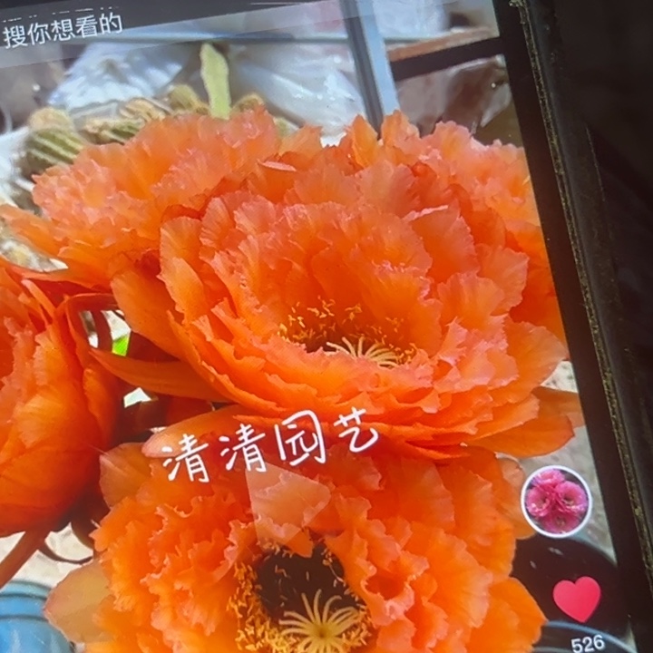清清果冻橙根瑕疵有黑点