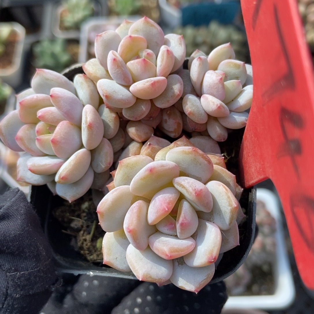 1746玉芙蓉多肉植物保护