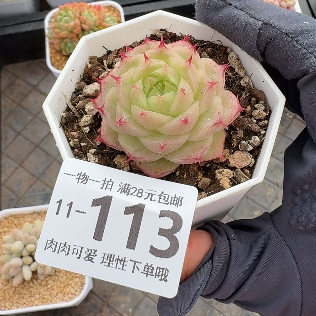 莲华无盆土发货无