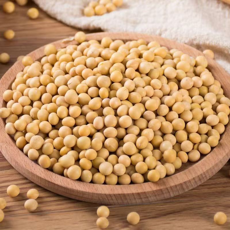 新货黄豆农家自产黄豆新豆发芽生豆芽搭配枸杞打豆浆专用豆子