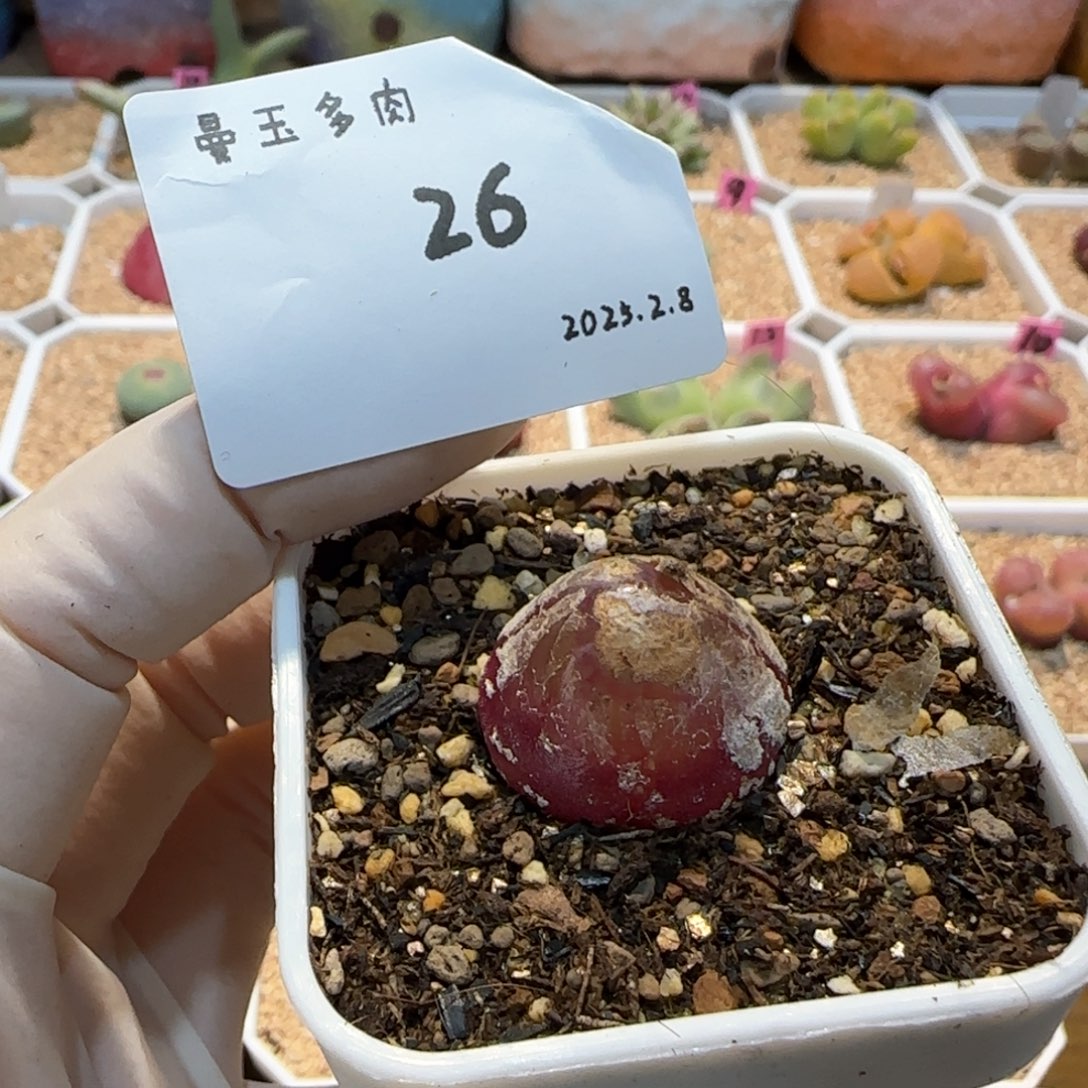 ?**?多肉多肉多肉2.8-026