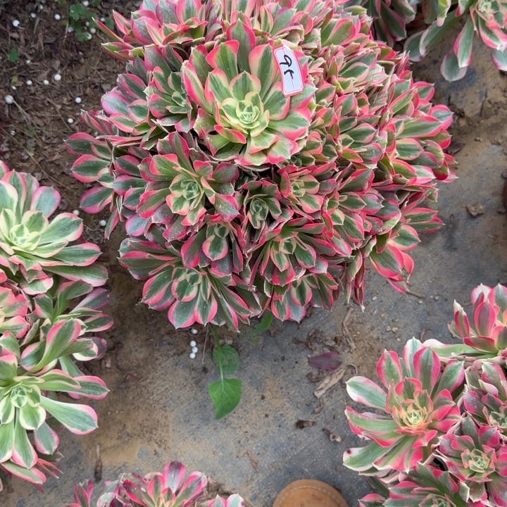 95妖月多肉不包售后