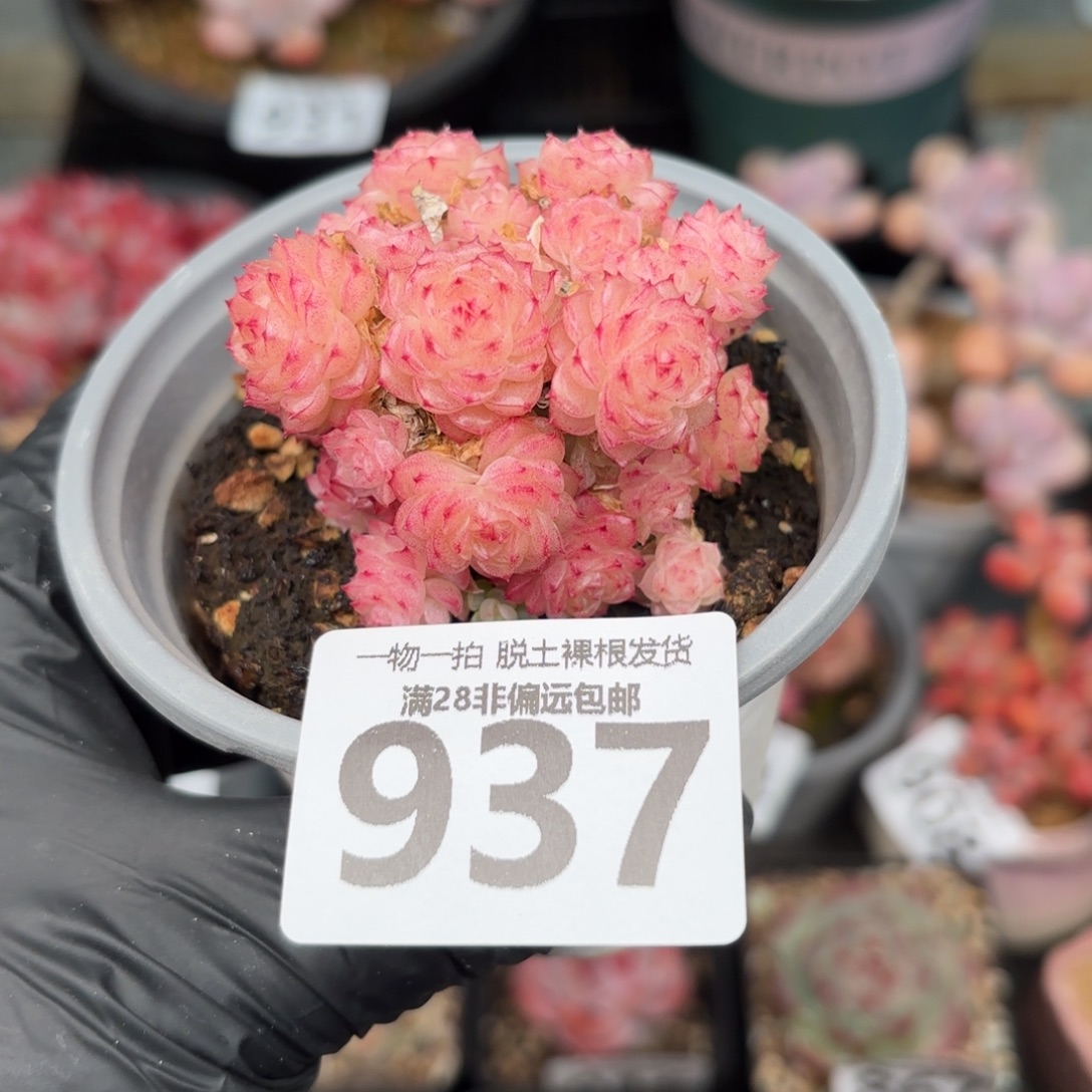 麦秆群无盆土发货