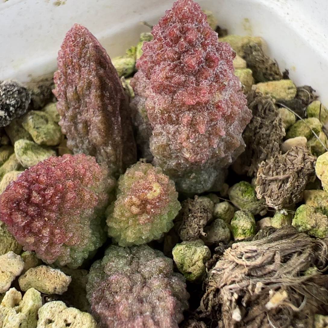 实生底叶苗纹路款多肉植物水泡