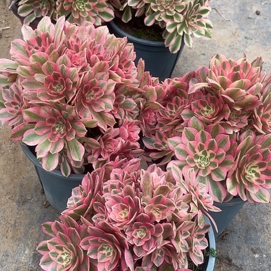 多肉植物组合三个69