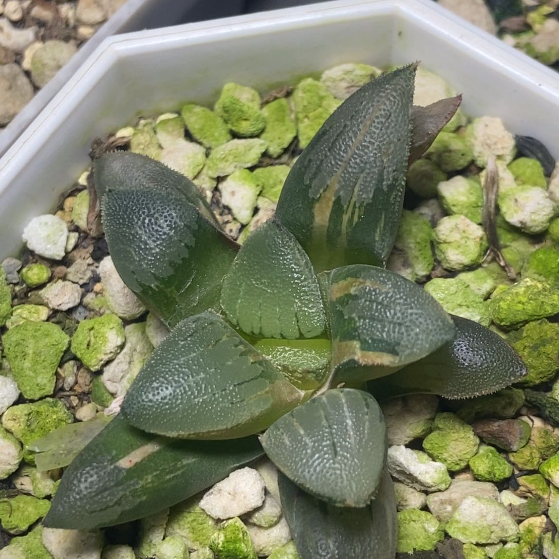 实生克锦一物一拍