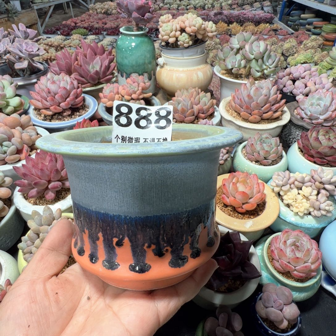 花盆满50发货 内口9.5