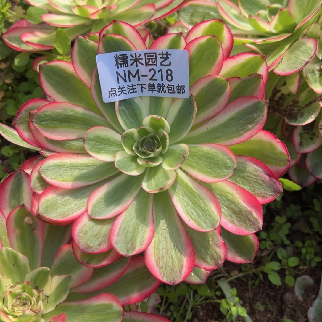 倾城手捧多肉植物218