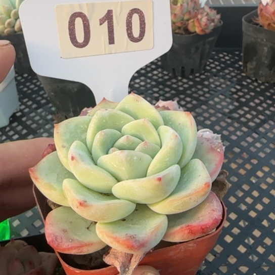 10 一物一拍多肉