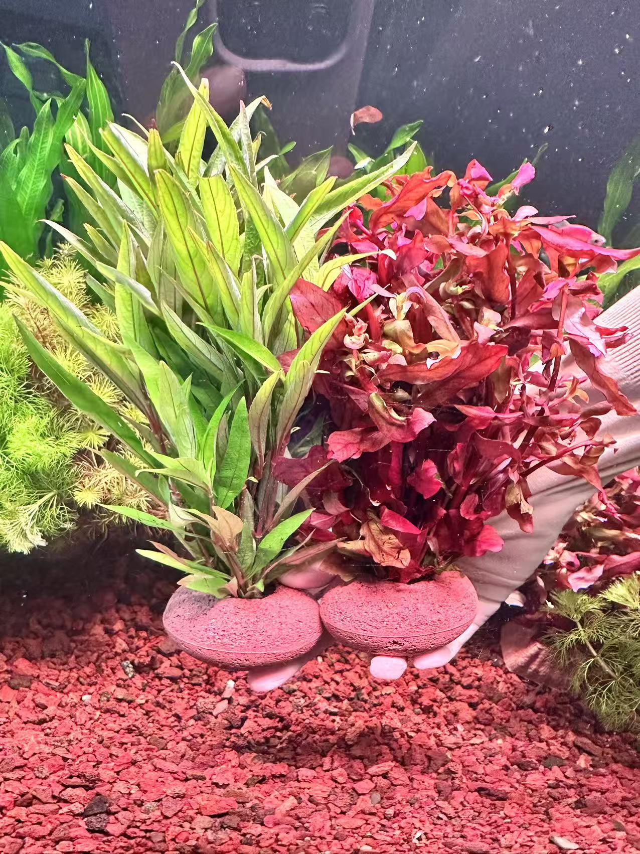 【细叶柳+红柳】真水草淡水鱼缸造景装饰增氧净化水质