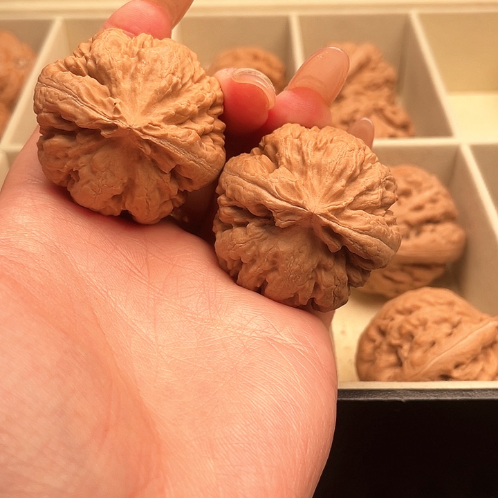 白***头霸王龙核桃尺寸39+