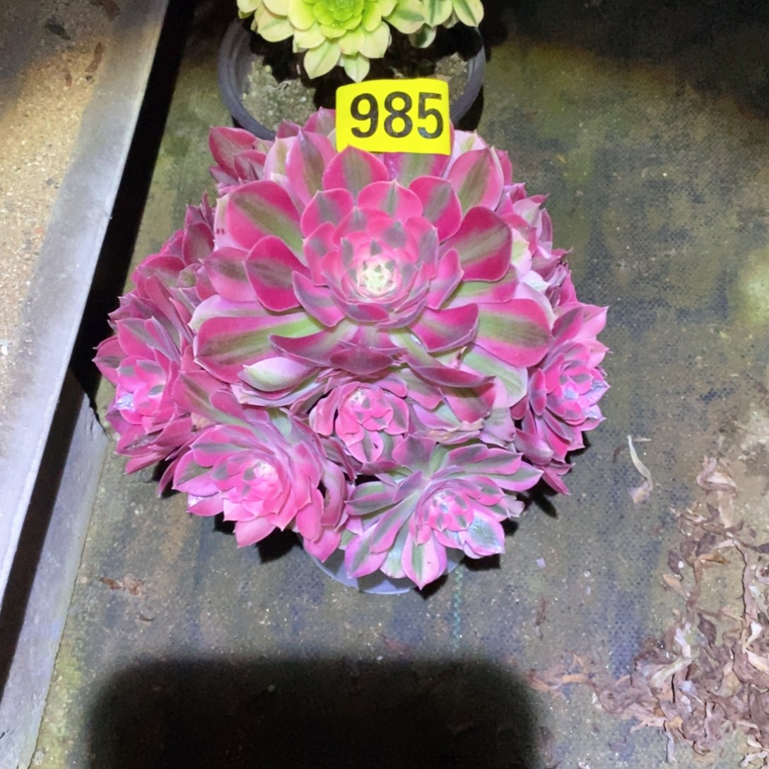 粉女巫多肉植物985